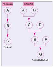 1. Irudia: Ugalketa asexualean, izaki baten ondorengo guztiek aitzindariaren informazio genetiko bera dute (A = B = C�). Sexu bidezko ugalketan, aldiz, ondorengoek bi aitzindarietatik jasotzen dituzte ezaugarriak.<br>